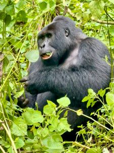 Uganda Gorilla Trekking Costs - Superlative Car Rental Uganda