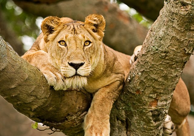 Uganda Wildlife Safaris - Superlative Car Rental Uganda
