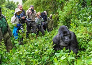 Uganda Gorilla Safaris - Superlative Car Rental Uganda